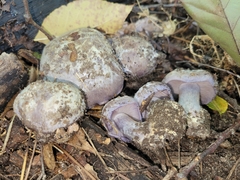 Cortinarius luhmannii