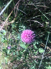 Trifolium pratense