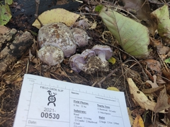 Cortinarius luhmannii