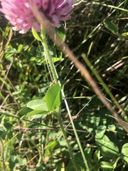 Trifolium pratense