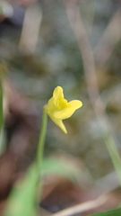 Utricularia bifida