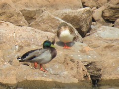 Anas platyrhynchos domesticus