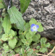 Veronica persica