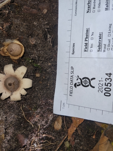 Geastrum morganii