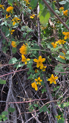 Sclerocarpus uniserialis