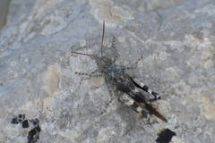 Oedipoda germanica meridionalis