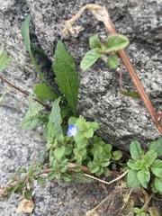 Veronica persica
