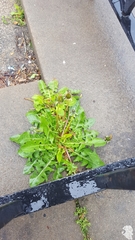 Taraxacum officinale