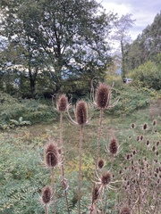Dipsacus fullonum