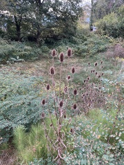 Dipsacus fullonum