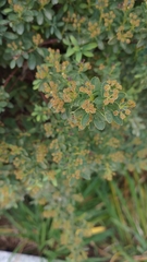 Spiraea nipponica