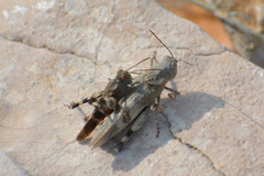 Oedipoda germanica meridionalis