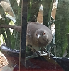 Toxostoma curvirostre