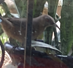 Toxostoma curvirostre