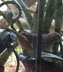 Toxostoma curvirostre