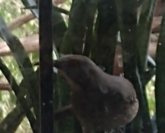 Toxostoma curvirostre