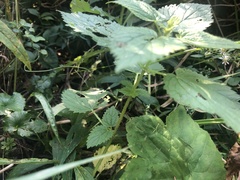 Urtica dioica