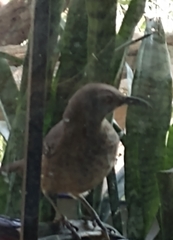 Toxostoma curvirostre