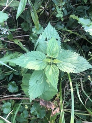 Urtica dioica