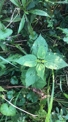 Urtica dioica