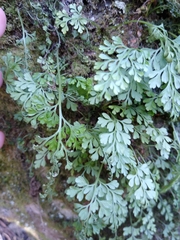 Asplenium dareoides