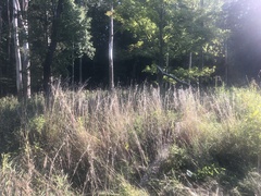 Schizachyrium scoparium