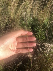 Schizachyrium scoparium