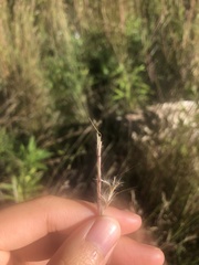 Schizachyrium scoparium