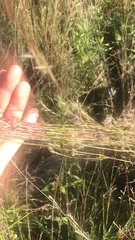 Schizachyrium scoparium