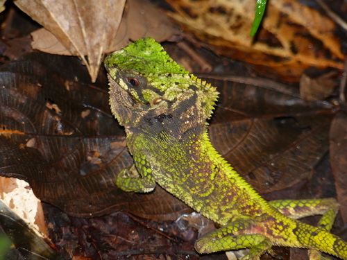 Corytophanes cristatus