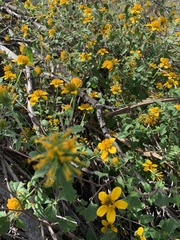 Sclerocarpus uniserialis