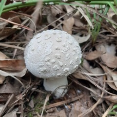 Lycoperdon mammiforme