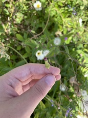 Emilia sonchifolia image