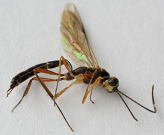 Nematopodius debilis