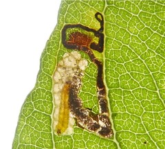Stigmella salicis