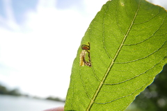 Stigmella salicis