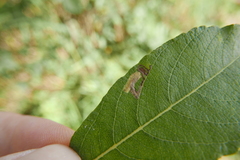 Stigmella salicis