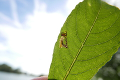 Stigmella salicis