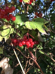 Viburnum opulus