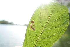 Stigmella salicis