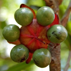 Ochna natalitia