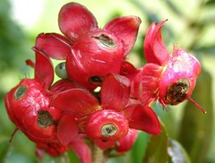 Ochna natalitia