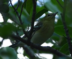 Setophaga castanea