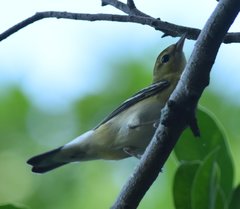 Setophaga castanea