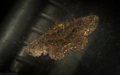 Paradromulia ambigua