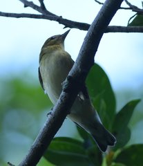 Setophaga castanea