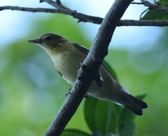 Setophaga castanea