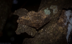 Paradromulia ambigua