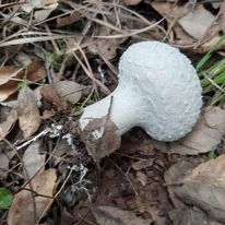 Lycoperdon mammiforme