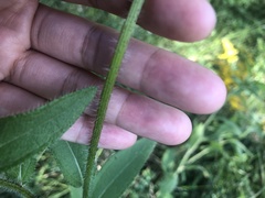 Rudbeckia hirta